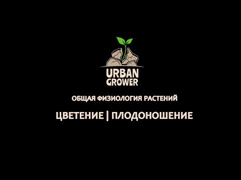 Видео: УРБАН ГРОВЕР УРОК 9 - ЦВЕТЕНИЕ | ПЛОДОНОШЕНИЕ - ОБЩАЯ ФИЗИОЛОГИЯ РАСТЕНИЙ