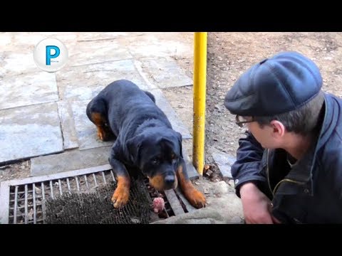 Видео: Ротвейлер и пищевая агрессия  Rottweiler and food aggression