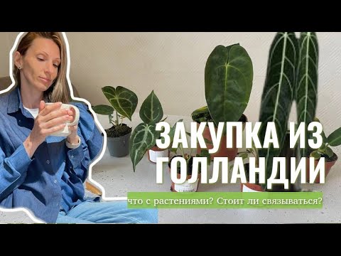 Видео: Купила много растений | распаковка, обзор и пересадка растений из Голландии