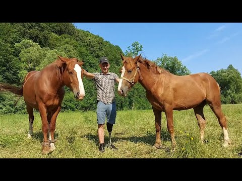 Видео: 🥁🐴Жеребчик і молоді кобили на продаж💰 с. Шешори📍🔥💪👍