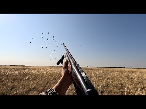 Видео: ОХОТА НА  КУРОПАТКУ ПЕРЕПЕЛА И УТКУ 2024!!!ПТИЦЫ ОЧЕНЬ МНОГО !!!