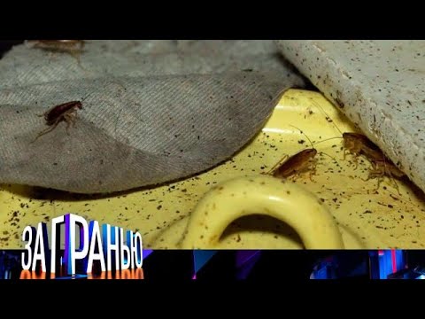 Видео: За гранью . Выпуск от 01.09.2025 - «Соседи кровопийцы» Передачи НТВ