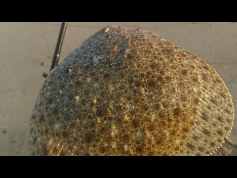 Видео: Ловля камбалы и бычка с берега.Черное море/ fishing flounder and goby from the shore