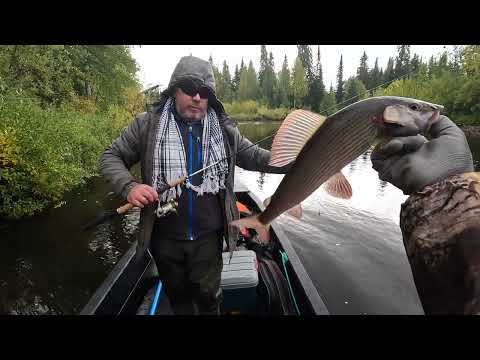 Видео: РЫБАЛКА НА ТАЕЖНОЙ РЕКЕ | ТОЛЬКО ЗАЧЕТНЫЙ ХАРИУС | ЖИВЕМ В ПАЛАТКЕ НА БЕРЕГУ ТАЕЖНОЙ РЕКИ