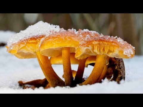 Видео: Где собирать грибы круглый год