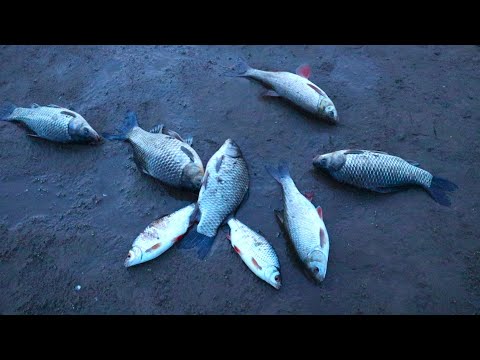 Видео: Летняя рыбалка на Ахтубе в Солодовке.