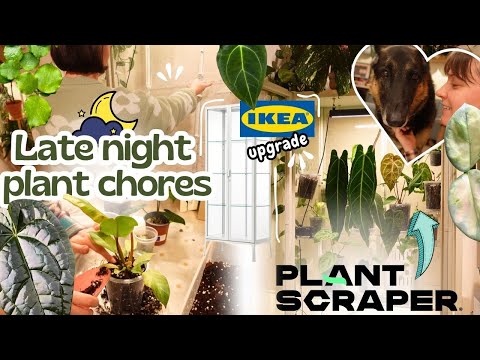 Видео: Тепличный шкаф IKEA преображается с помощью PLANTSCRAPER + уютные вечерние пересадки ✨🌙