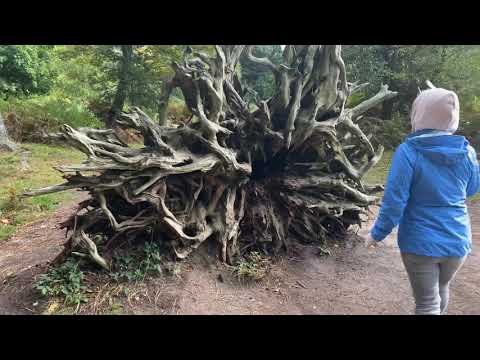 Видео: Прогулка по лесу New Forest