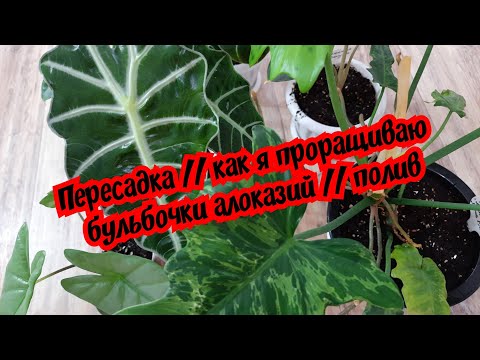 Видео: Пересадка // как я проращиваю бульбочки алоказий // полив