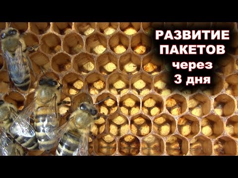 Видео: Развитие пчелопакетов через 3 дня после покупки.