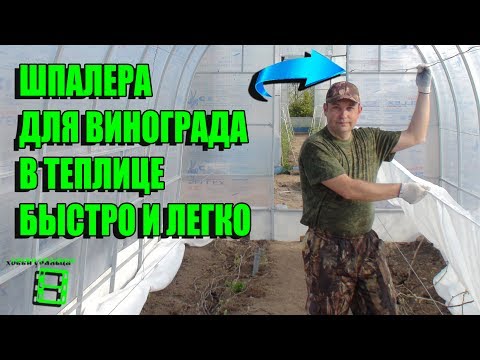 Видео: СУПЕР ШПАЛЕРА ДЛЯ ВИНОГРАДА В ТЕПЛИЦЕ БЫСТРО И ЛЕГКО. СЕВЕРНЫЙ ВИНОГРАДНИК