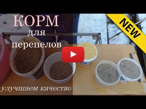 Видео: Корм для перепелов - улучшаем качество