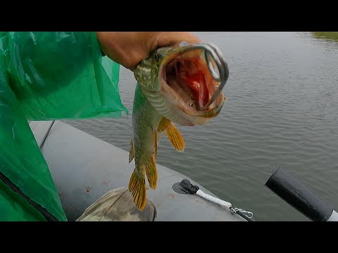 Видео: Второй день рыбалки.Хорошо половили.Ловля щуки на воблеры на реке Оке.