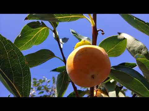 Видео: ЗИЗИФУС, ХУРМА И ИНЖИР.