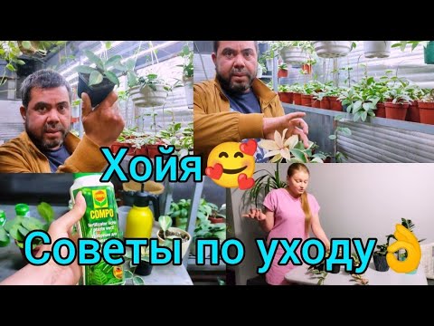 Видео: Хойя🥰Советы по уходу от Профессионала👌Рай для любителей Хой♥️