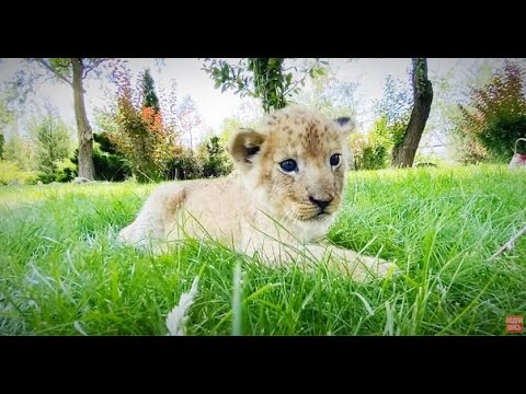 Видео: Марица Запашная ПРОСТО ВЛЮБИЛАСЬ в маленького львёнка!