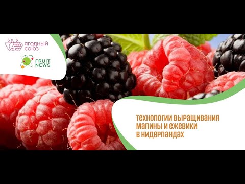 Видео: Вебинар «Технологии выращивания малины и ежевики в Нидерландах»