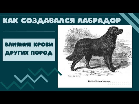 Видео: 🐕🐾📝 Как создавался лабрадор: влияние крови других пород