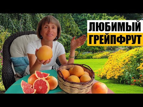 Видео: А Все ли Вы Знаете о Грейпфруте?
