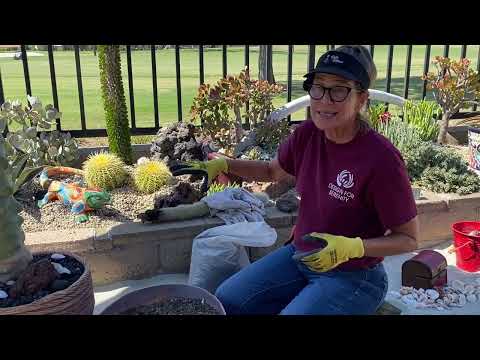 Видео: Пересадка моего сорта «Ив Идилл» в горшки и советы по летнему поливу.