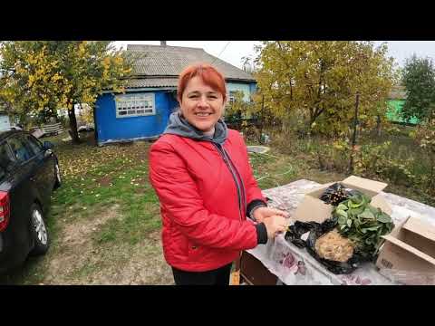 Видео: ✅ЗНОВУ САДИМО МАЛИНУ І ПОЛУНИЦЮ🍓 Збираємо Полану на продаж