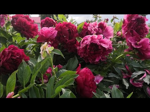 Видео: Пионы цветут (3.ч) 😍🤩💓