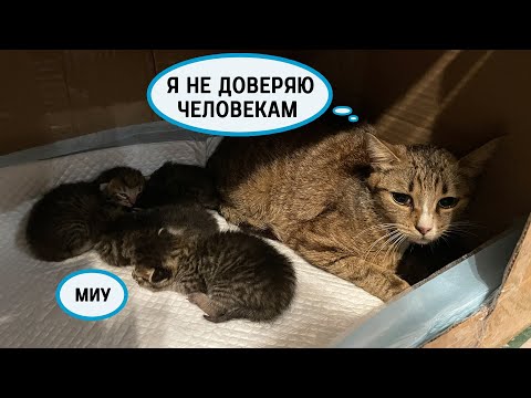 Видео: Бездомная кошка с котятами замерзала на бетонном полу в сырой коробке...