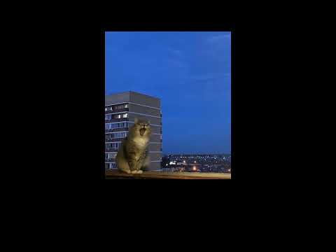 Видео: madk1d x кишлак x emo pop type beat "карпаччо" (prod. KANJO)