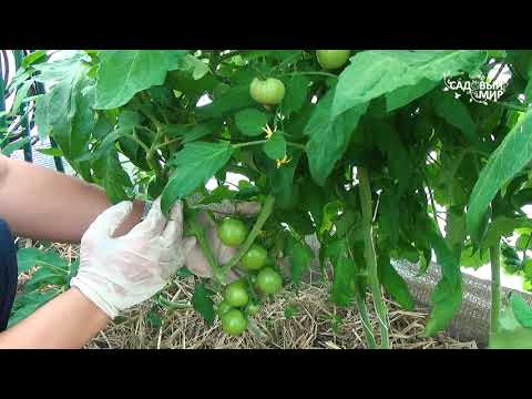 Видео: Томаты завершковались: что можно сделать для продолжения завязей. Как правильно пасынковать