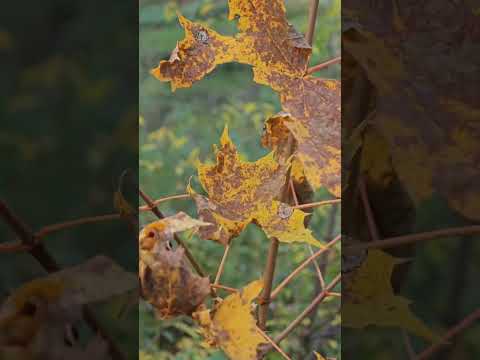 Видео: Новая Вильня хит сезона - Осень#осень 