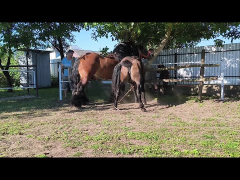 Видео: В ІГІ ПОБАЧЕННЯ ❤️/МОЖЛИВИЙ ПРОДАЖ КОБИЛИ З ЛОШАТКОМ
