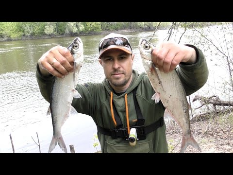 Видео: На Десні Клює Чехоня. Як Ловити Чехоню на Фідер