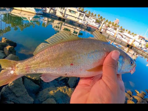 Видео: Огромный белый горбыль пойман в Лонг-Бич