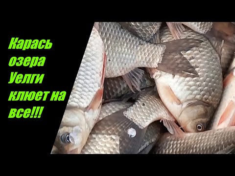 Видео: Караси озера Уелги клюют на все!!!