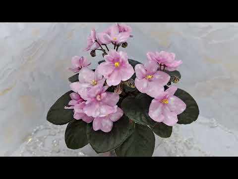 Видео: Опять показываю новинки моей филочной коллекции😉