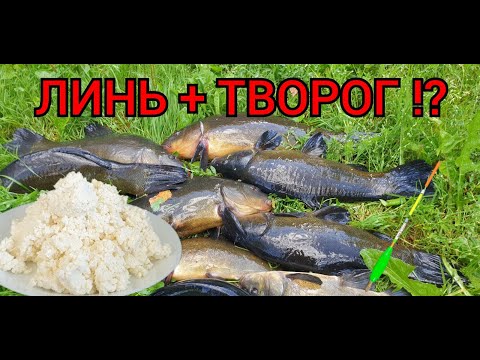 Видео: Линь + Творог