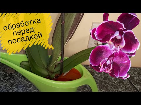 Видео: Замочите ОРХИДЕЮ В ЭТОМ РАСТВОРЕ и ЗАБУДЬТЕ о БОЛЕЗНЯХ/ Обработка орхидеи перед пересадкой