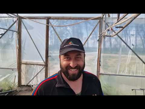 Видео: Десять дней после высадки рассады огурцов Бьёрн, Гелрой и Северин.