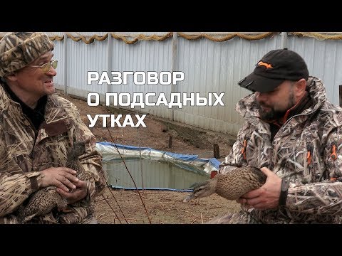 Видео: Полезная информация о подсадных утках от Алексея Мананникова.