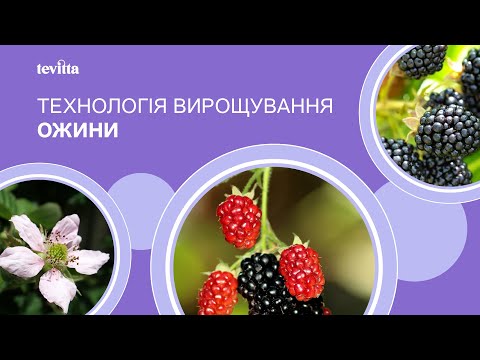 Видео: Як вирощувати ожину у промислових масштабах