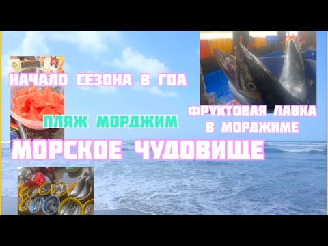 Видео: Начало сезона в Гоа. Пляж Морджим.Фруктовая лавка в Морджим. Всем советую. Морское чудовище. Рыбалка