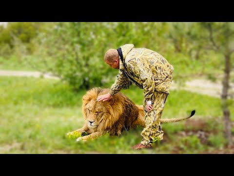 Видео: РЕДКИЕ КАДРЫ! Лев впервые доверяет Человеку и даёт себя гладить!