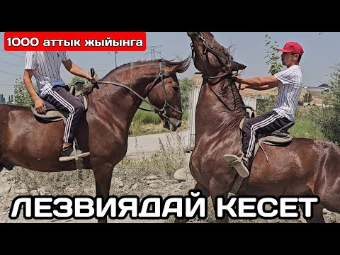Видео: МИҢ АТТЫК ЖЫЙЫНДА ТУРАТ ЛЕЗВИЯ