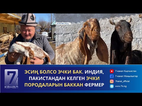 Видео: ЭСИҢ БОЛСО ЭЧКИ БАК. ИНДИЯ, ПАКИСТАНДАН КЕЛГЕН ЭЧКИ ПОРОДАЛАРЫН БАККАН ФЕРМЕР