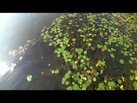 Видео: Охота с рогаткой в осень