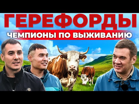 Видео: Откорм БЫЧКОВ без навесов.  Почему герефорды растут даже в Сибири? Мясное животноводство