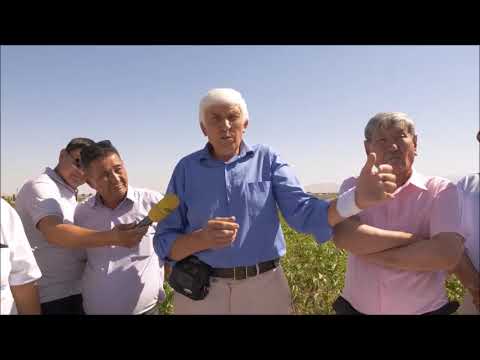 Видео: Мастер класс от Киктенко Окулировка в поле. Июль 2019