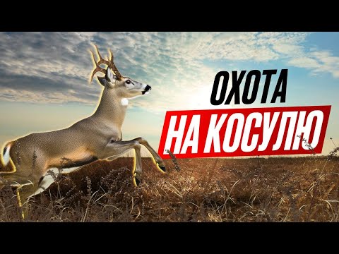 Видео: ОХОТА НА КОСУЛЮ. ХОРОШИЙ ВЫХОД КОСУЛИ НА СТРЕЛКА