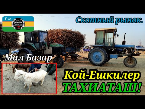 Видео: МАЛ БАЗАР - СКОТНЫЙ РЫНОК #тахиаташ#каракалпакистан#бахалары#цены#кой#ешки#козы#сабан#шоп#серке