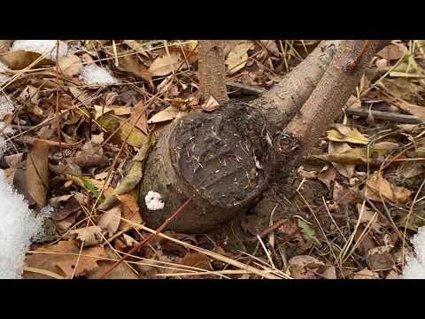 Видео: Персик. Укрытие . Формировка. Много других полезностей. Ответы на вопросы участников.